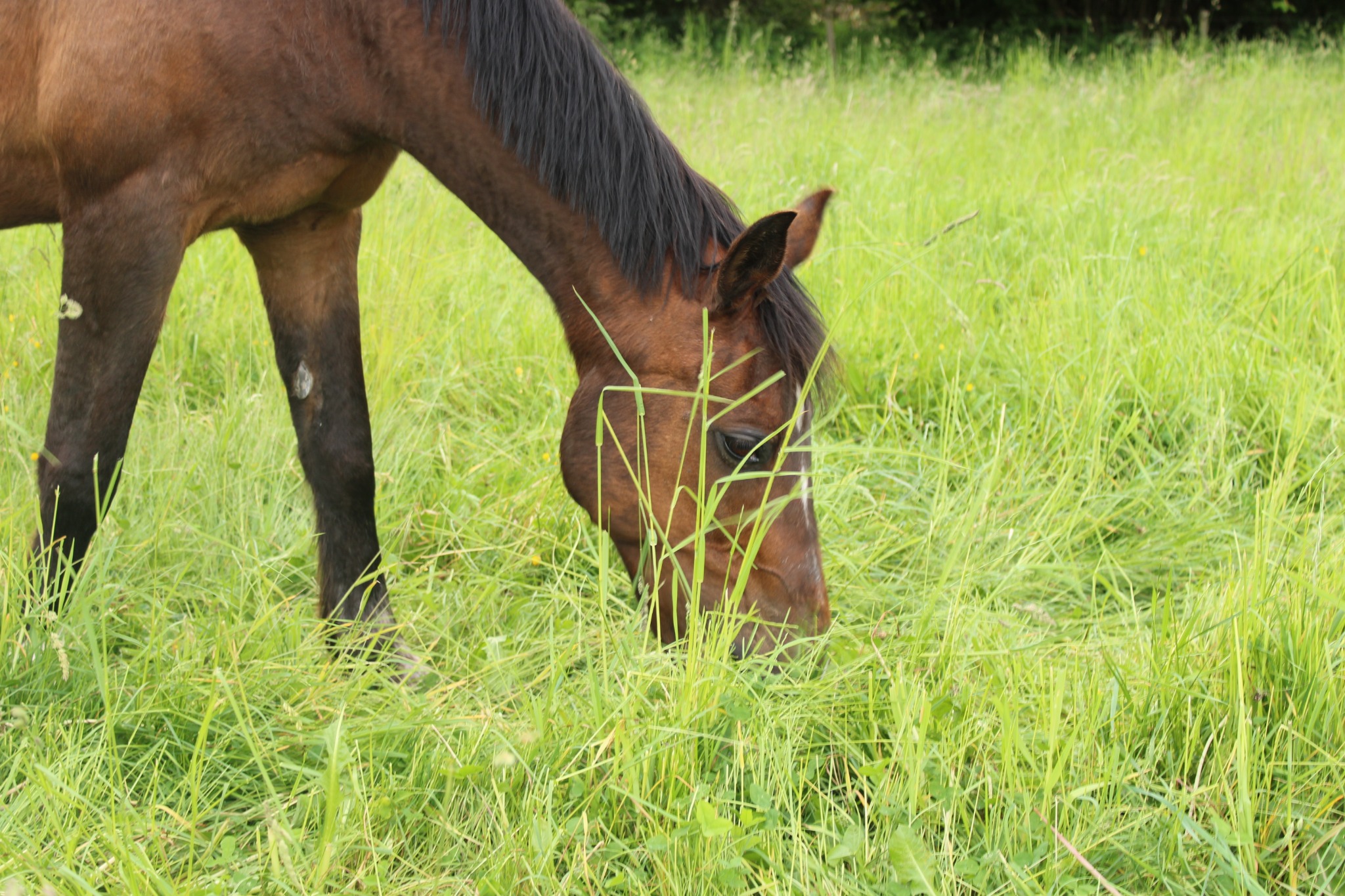 Horse in a natural landscape